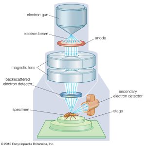 Scanning-electron-microscope